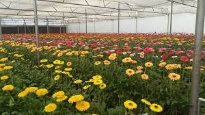 Gerbera Cultivation Economics In 2021 Agricultureguruji