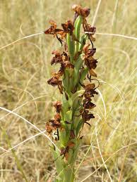 Image result for Habenaria epipactidea