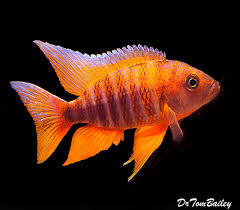 You can also find many male peacock cichlids develop bright colors as they reach maturity. Premium Male Lake Malawi Eureka Red Peacock Cichlid