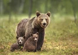 Grizzly, panda, and ice bear, each having their own personalities, interests and talents. Grizzly Bear Attack Leaves Two Hikers Injured