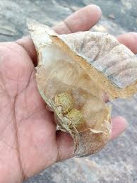 Image result for Hildegardia