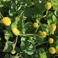 Image result for Spilanthes costata