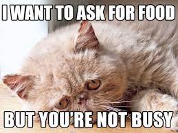 Check Out These Funny Cat Memes To Help You Through Quarantine Film Daily