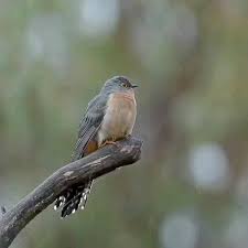 Birds Chirping In The Morning Islam Bird Sit On Rainy Season Video In 2020 Birds Bird Pretty Birds