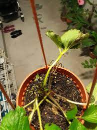 A dying strawberry plant with drooping leaves is probably suffering from cultural or disease problems. What Is Happening To My Strawberry Plants Gardening Landscaping Stack Exchange