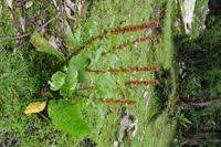 Image result for Rumex nepalensis