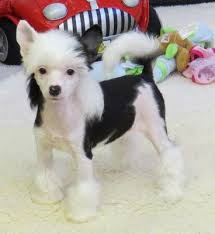 Chinese Crested Powder Puff Google Search Chinese Crested Dog Chinese Crested Puppy Chinese Dog
