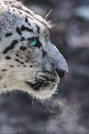 Pin By Susanne Najimaddin On Just A Moment Herding Cats Beautiful Cats Animals Beautiful