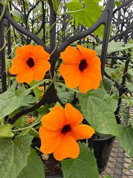 Image result for Thunbergia serpens