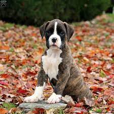 Boxer Puppies For Sale Greenfield Puppies