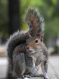 Squirrel Causes 300 000 Worth Of Damage At Indiana Community Centre Squirrel Pictures Funny Squirrel Pictures Cute Baby Animals
