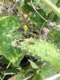 In fact, you may already have some at home you can use. Here Are The 15 Best Uses For Baking Soda In Your Garden