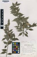 Image result for Trichocladus ellipticus