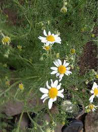 Chamomile Matricaria Chamomilla This Appears To Be Chamomile It Is A Delicate Looking Plant That Is Surprisingly Tough Th Plants Porch Garden Tiny Flowers