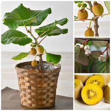 Although kiwi fruits are one of the most popular fruits at this time, those with a longer memory will remember that a few decades ago they were almost unknown. Rare Dwarf Yellow Flesh Fuzzy Kiwi Fruit Tree Actinidia Deliciosa Solo Seeds Bonsai Fruit Tree Edible Garden Fruit Seeds