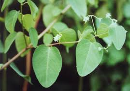 Image result for Helinus