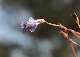 Image result for Mimulus gracilis