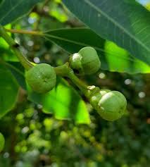 Image result for Sapium