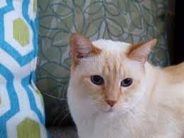 We did not find results for: 100 Good Names For Flame Point Siamese Cats