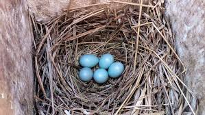 Image result for Flyte Blackbird Nest Box