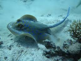 The spotted eagle ray is the only ray commonly seen in bermuda. Blue Spotted Eagle Ray Shaal El Erg Bild Von Voodoo Divers Hurghada Tripadvisor
