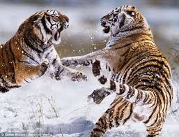 Pertarungan sampai meregang nyawa, ular piton vs macan tutul.!! 1040 Gambar Burung Elang Dan Harimau Terbaik Gambar Hewan