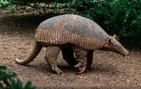 Chaco: colocan un dispositivo satelital a un tatú carreta, el armadillo más grande del mundo | El Diario de Carlos Paz