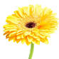 JCMGA Spring Garden Fair