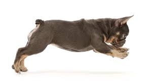 One of the reasons french bulldogs are so popular other than their french bulldogs have many colors and color patterns that when mixed together gets you the final napoleon is a blue and tan quad carrier (ddcocoata ee n/s). Blue And Tan French Bulldog Puppy Photograph By Mark Taylor