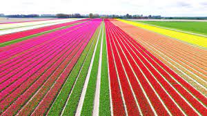 The flower bulb fields along the coast of the hague and leiden up to alkmaar in the north are also a great way to enjoy these beautiful flowers. Tulip Fields In The Netherlands When Where 2020