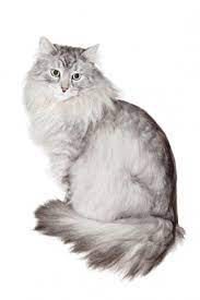 Siberian Cat Petsecure