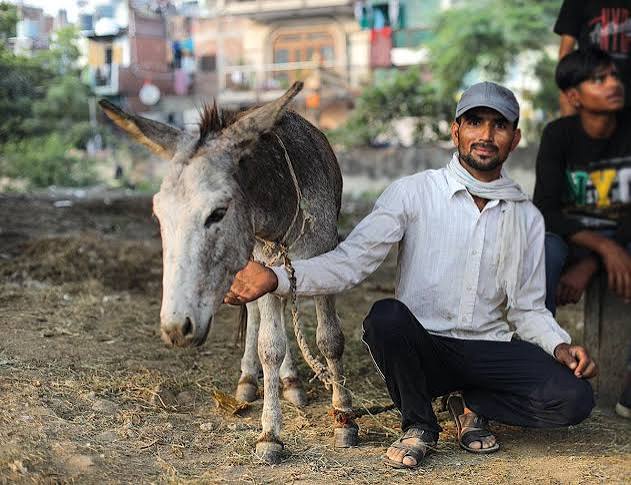 Burdened beast: India's donkeys are disappearing; here is why
