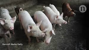 Asf is a highly contagious viral pig disease. Spread Of Deadly Pig Virus In China Hastens Vaccine Research