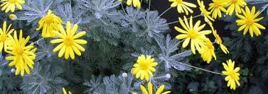 Maybe you would like to learn more about one of these? Euryops Species Yellow Bush Daisy Golden Euryops Golden Daisy Bush Euryops Pectinatus