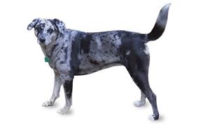 Catahoula Leopard Dog Breed Information Pictures Characteristics Facts Dogtime
