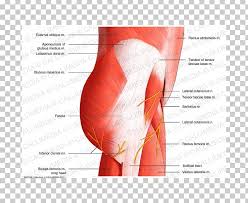 Key facts about hip muscles. Muscles Of The Hip Muscles Of The Hip Pelvis Muscular System Png Clipart Abdomen Active Undergarment