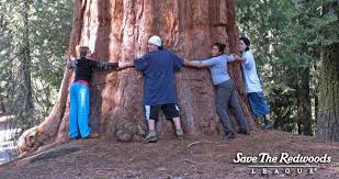 As old as the dinosaurs — almost the earliest redwoods showed up on earth 3. Giant Sequoia Save The Redwoods League