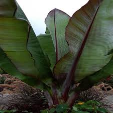 Image result for Ensete ventricosum
