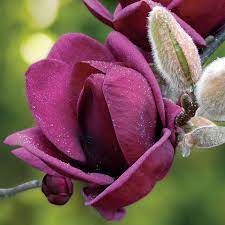 Genie Magnolia Magnolia Flower Flower Seeds Fragrant Garden