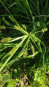 Image result for Cyperus cyperoides