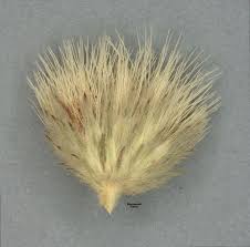 Image result for Vernonia ambigua