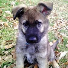 Among these behaviors are the growling, tooth displaying, stiffening. Resource Guarding Archives German Shepherd Central