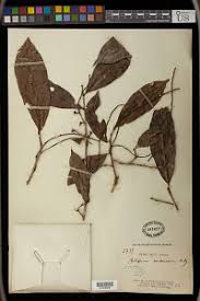 Image result for Antidesma membranaceum