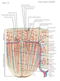 Renal Microvasculature The Renal Segmental Arteries Divide Into Lobar And Then Interlobar Arteries Which Enter The Renal Renal Plexus Products Loop Of Henle