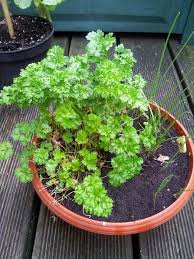 Balkonernte Schnittlauch Und Petersilie Auf Dem Balkon