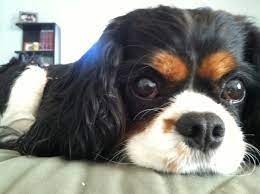 Parker The Cavalier King Charles Spaniel 3 Years Old He Looks Just Like My Rio Cavalier King Charles King Charles Cavalier Puppy