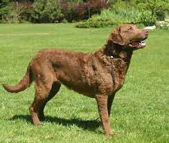 Chesapeake Bay Retriever Dog Breed Information Chesapeake Bay Retriever Large Dog Breeds Dog Breeds