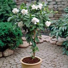 Gardenia Jasminoides Cape Jasmine Jasmine Plant Gardenia Trees Gardenia Plant