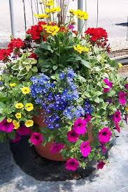 Lovely Eye Popping Garden Container With Red Pink Yellow Greens And Blue Container Gardening Flowers Container Flowers Container Gardening