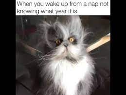 When You Wake Up From A Nap Not Knowing What Year It Is Funniest Cat Memes Funny Cat Memes Naps Funny